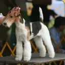 Fox Terrier (Wirehaired)
