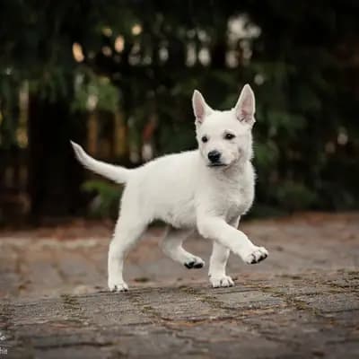 Bild aus Vom Rehgraben  in Brandenburg, wo unsere Weißer Schweizer Schäferhund-Hunde in einer liebevollen Umgebung aufwachsen.