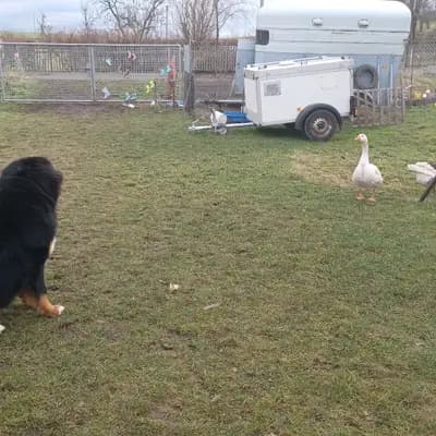 Bild aus Bernersennen aus Haarhausen  in Thüringen, wo unsere Berner Sennenhund-Hunde in einer liebevollen Umgebung aufwachsen.