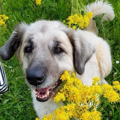 Foto von Kelly, einem geretteten Kangal in Hamburg.