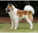 Thai Bangkaew Dog