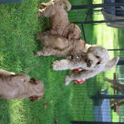 Bild aus Heart & Soul Doodles Australian Labradoodles in Nordrhein-Westfalen, wo unsere Australian Labradoodle-Hunde in einer liebevollen Umgebung aufwachsen.