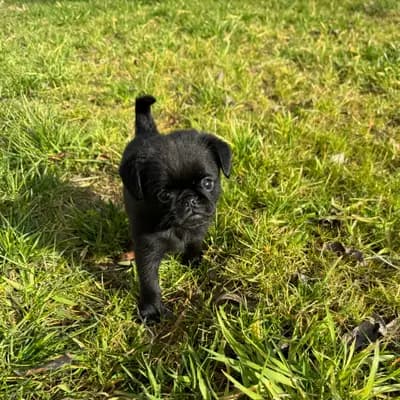 Foto von Picco, einem Brüsseler Griffon-Welpe in Bayern.