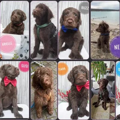 Galerie-Bild von ChocoDoodle in Niedersachsen, mit Eindrücken unserer Labradoodle (Labrador x Pudel)-Zucht.