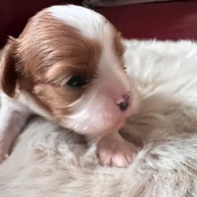 Foto von Bella, einem Cavalier King Charles Spaniel-Welpe in Rheinland-Pfalz.