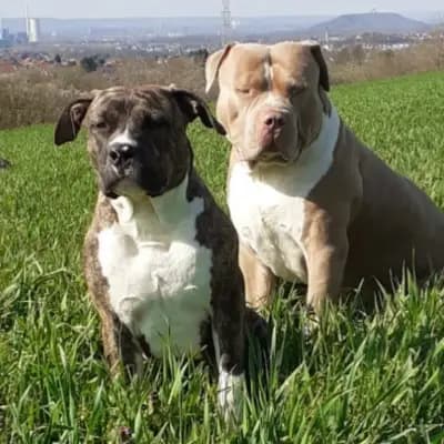 Galerie-Bild von Burnhardt's American XXl Bully in Saarland, mit Eindrücken unserer American Bully-Zucht.