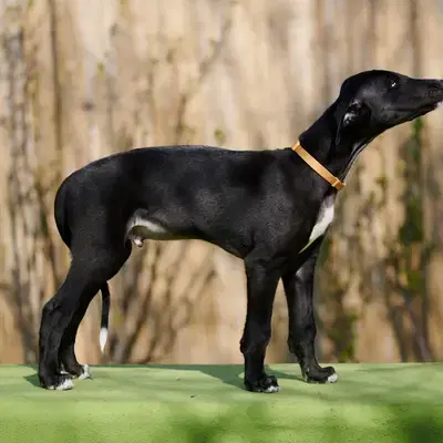 Destino - Galgo Espanol Welpe in Niedersachsen