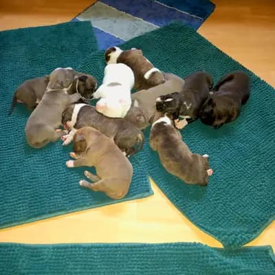 Galerie-Bild von Burnhardt's American XXl Bully in Saarland, mit Eindrücken unserer American Bully-Zucht.