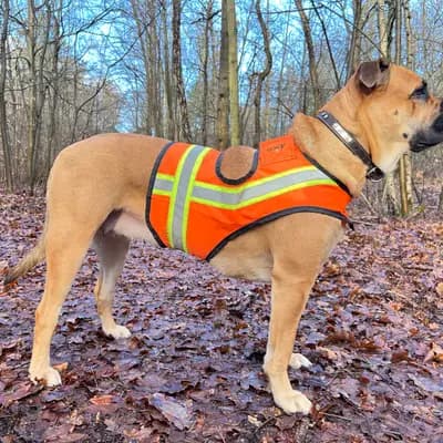 Galerie-Bild von Spanisch Companion  in Brandenburg, mit Eindrücken unserer Perro Dogo Mallorquin (Mallorca-Dogge)-Zucht.