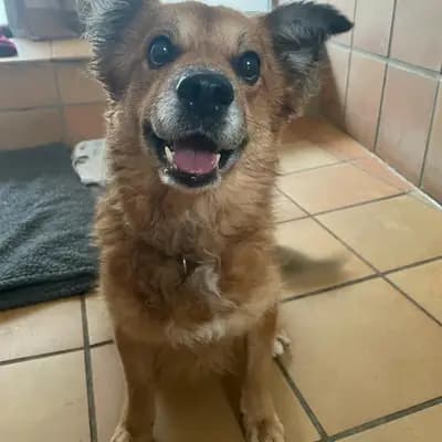 Foto von Luka, einem geretteten Welsh Corgi Cardigan in Berlin.
