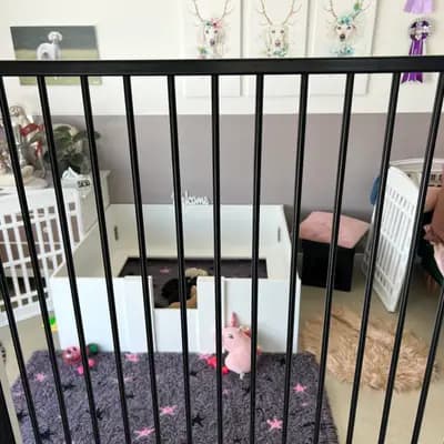 Bild aus Del'Neshin in Nordrhein-Westfalen, wo unsere Saluki-Hunde in einer liebevollen Umgebung aufwachsen.