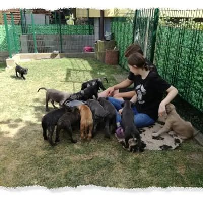 Bild aus Romaner Antikdoggenzucht "vom römischen Reich" in Nordrhein-Westfalen, wo unsere Cane Corso Italiano-Hunde in einer liebevollen Umgebung aufwachsen.