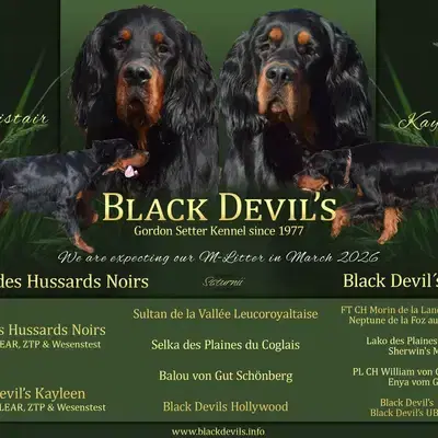 Gordon Setter Welpen - Gordon Setter Welpe in Bayern