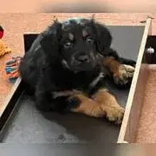 von Burg-Langenstein cover