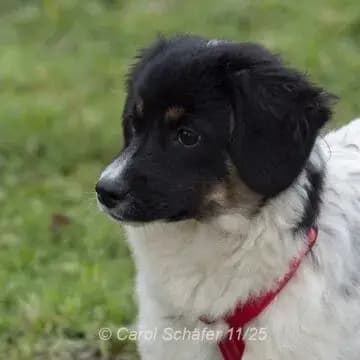 Fiona