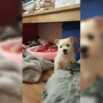 of Charming Whitebear's cover