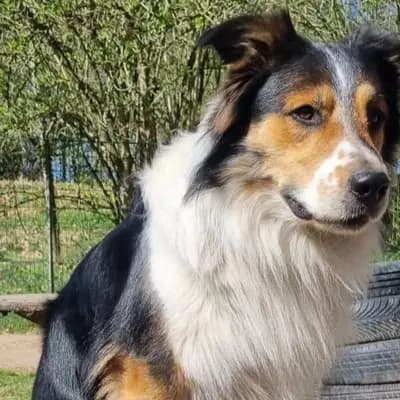 Bingo – Border Collie, Hamburg, Im Tierheim Tierheim des Hamburger Tierschutzverein von 1841