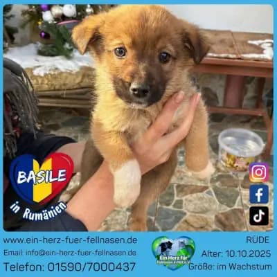 Basile