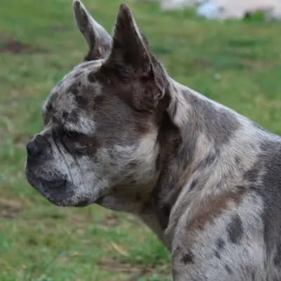 Galerie-Bild von Active Bulldogs in Rheinland-Pfalz, mit Eindrücken unserer Französische Bulldogge-Zucht.
