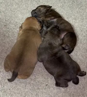 Galerie-Bild von MeinHeart Staff’s  in Sachsen, mit Eindrücken unserer Staffordshire Bull Terrier-Zucht.