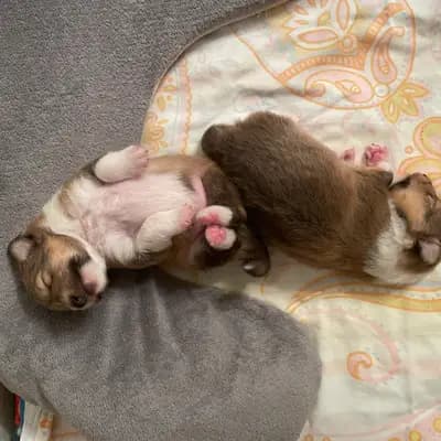 Bild aus Luxiole in Baden-Württemberg, wo unsere Shetland Sheepdog-Hunde in einer liebevollen Umgebung aufwachsen.