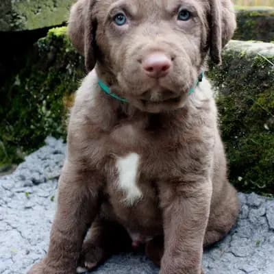 Galerie-Bild von Witchess - Chesapeake Bay Retriever Zucht in Hessen, mit Eindrücken unserer Chesapeake Bay Retriever-Zucht.