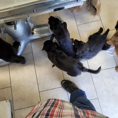 Bild aus Wäller von der Löwenstadt in Baden-Württemberg, wo unsere Wäller-Hunde in einer liebevollen Umgebung aufwachsen.