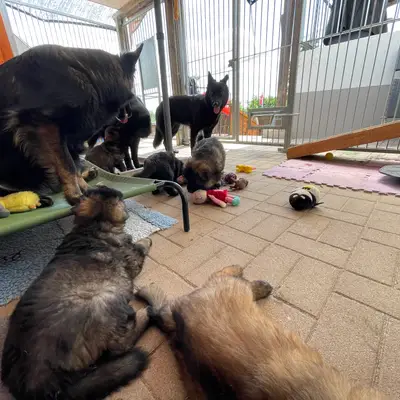 Bild aus Zuchtstätte Dt. Schäferhunde "of Wolfcubs" in Saarland, wo unsere Deutscher Schäferhund-Hunde in einer liebevollen Umgebung aufwachsen.