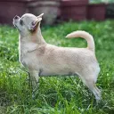 Chihuahua