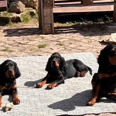 Gordon Setter und englische Setter aus Sachsen