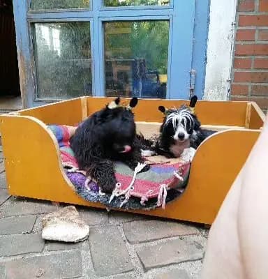 Bild aus The Bushwalker  in Niedersachsen, wo unsere Chinese Crested Dog-Hunde in einer liebevollen Umgebung aufwachsen.