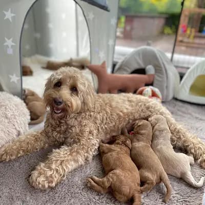 Bild aus Heart & Soul Doodles Australian Labradoodles in Nordrhein-Westfalen, wo unsere Australian Labradoodle-Hunde in einer liebevollen Umgebung aufwachsen.