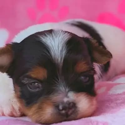 Foto von Malunya, einem Biewer Terrier-Elternhund in Bayern.