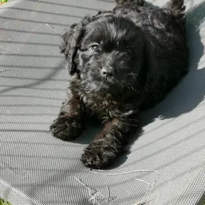 Bild aus Hundezucht vom Engelstor  in Oberösterreich, wo unsere Zwergpudel-Hunde in einer liebevollen Umgebung aufwachsen.