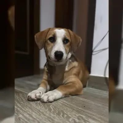 Mica
