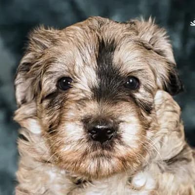 Foto von Anteo , einem Bergamasker Hirtenhund-Elternhund in Baden-Württemberg.