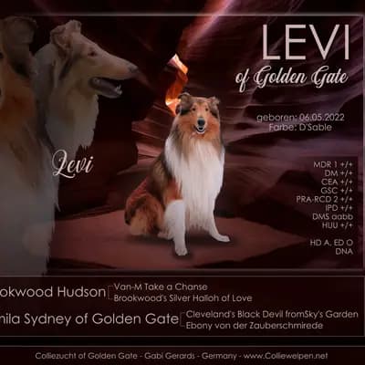 Foto des  von Amerikanischer Collie in Collie of Golden Gate , aufgenommen in Baden-Württemberg.