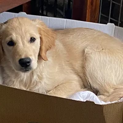 Bild aus Golden Mountain Spring`s in Steiermark, wo unsere Labrador Retriever-Hunde in einer liebevollen Umgebung aufwachsen.