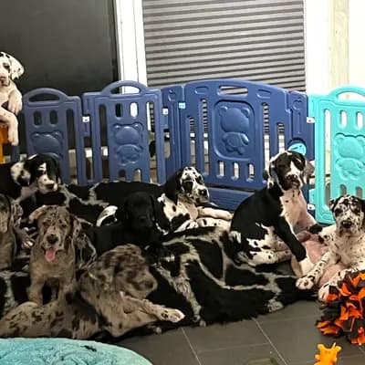 Deutsche Doggen vom Ostseefjord 