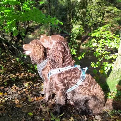 Galerie-Bild von American Water Zucht im Bergischen Land  in Nordrhein-Westfalen, mit Eindrücken unserer American Water Spaniel-Zucht.
