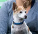 Norwegischer Lundehund