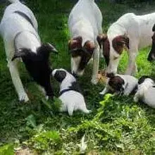 v. Wildfrauenstein cover