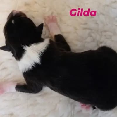 Gilda von der Brettachwiese - Collie (Langhaar) Welpe in Baden-Württemberg