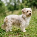 Photo of Morkie