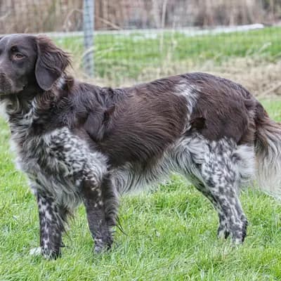 Foto von Nele, einem Kleiner Münsterländer-Elternhund in Niedersachsen.