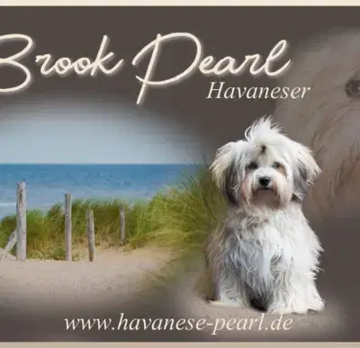 Leonardo - Havaneser Welpe in Schleswig-Holstein