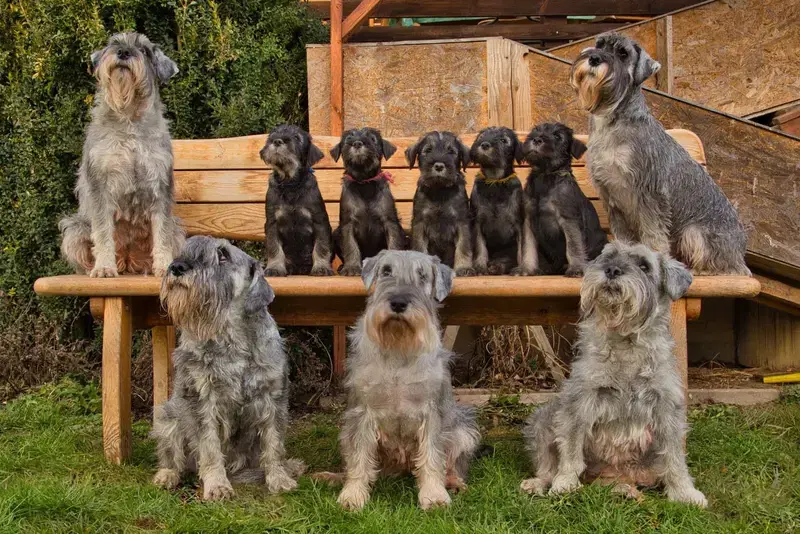 Schnauzer vom Lütmarser Tal - Bild 1