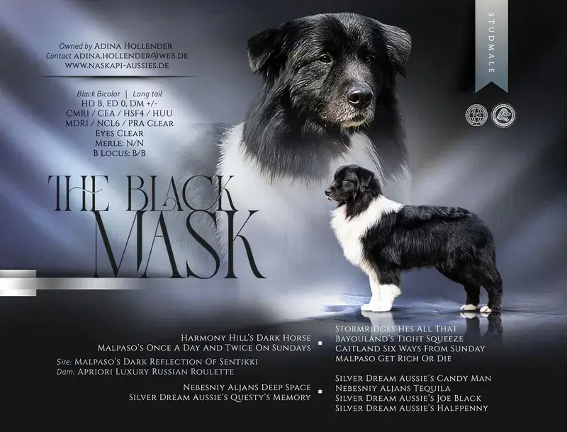 Australian Shepherd Deckrüde / Black bi / ASCA - Bild 1