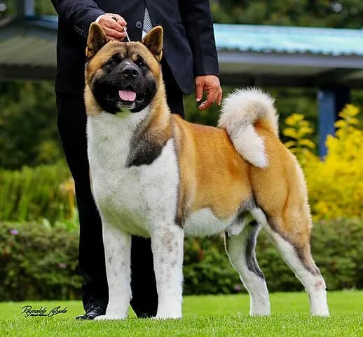 American Akita – dog breed