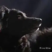 Live Wire’s